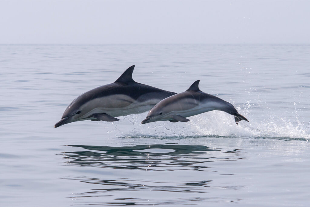 Dolphin trip in Goa
