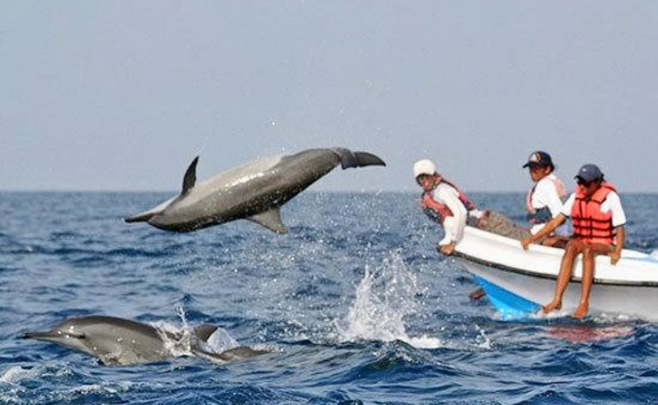 dolphin safari in goa